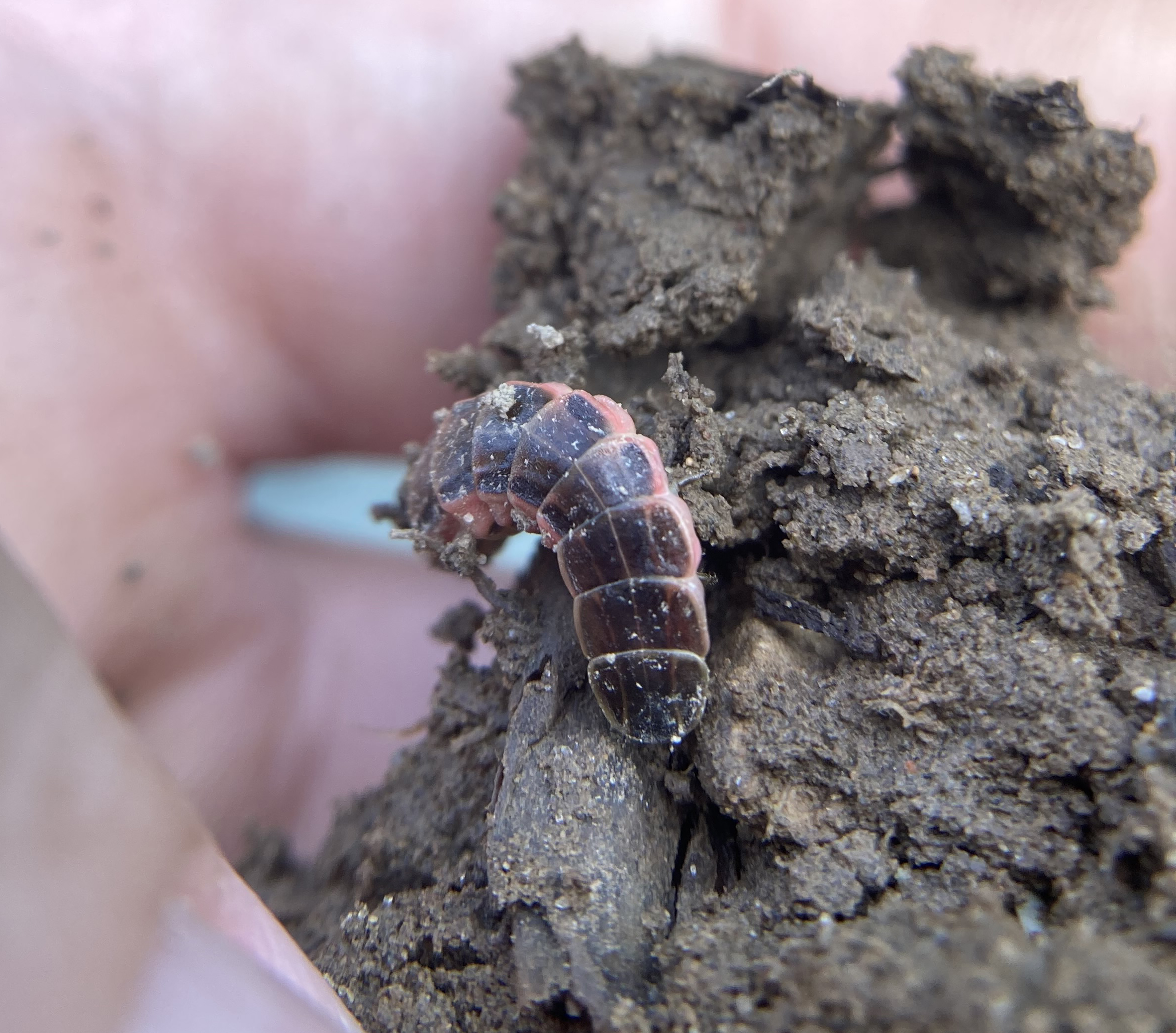 A small grub nestled in the soil. 